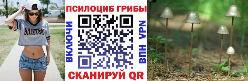 купить наркотик  Петровск-Забайкальский  Галлюциногенные грибы мицелий 